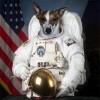 First dog on the moon