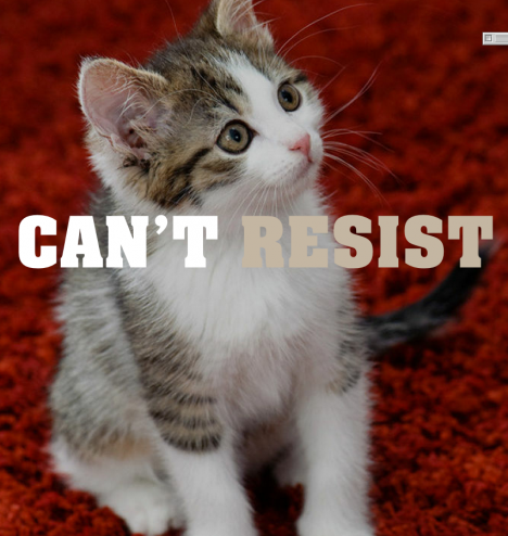 cant resist kitten