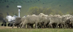 Qantas Curiosity sheep