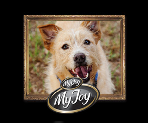 My Dog_MREC v02