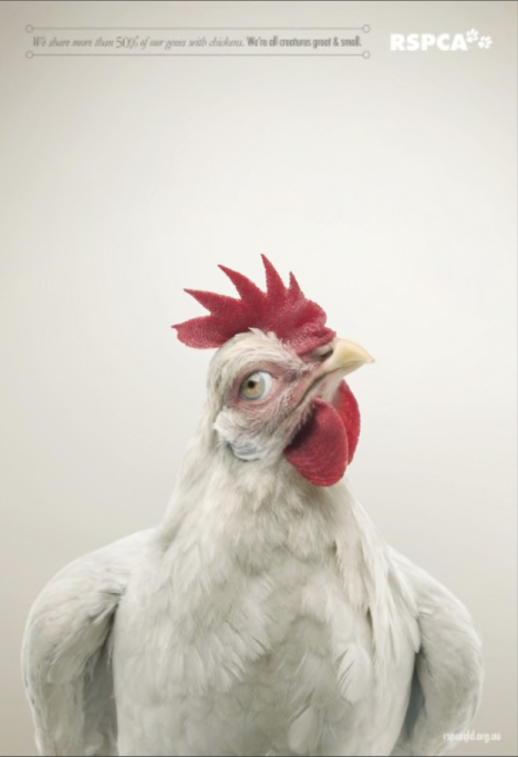 RSPCA 'Chicken'