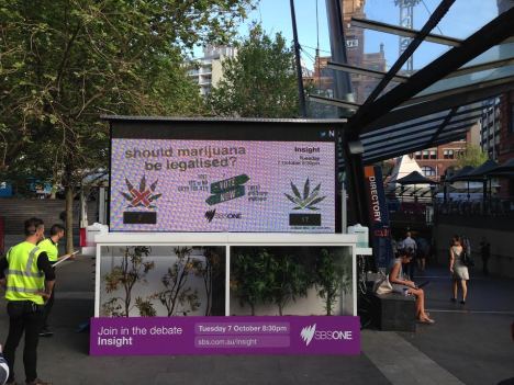 SBS Insights marijuana plants