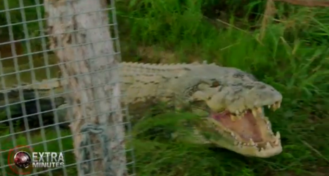 60 minutes killer croc