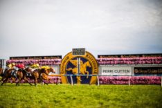 caulfield racecourse cup horse racing
