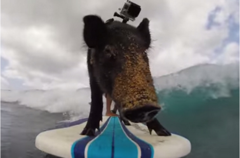 kama the surfing pig - gopro