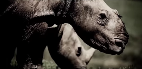 ogilvy rhino rescue project
