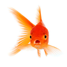 Gold fish isolated on a white background.