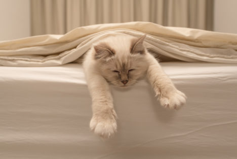 ThinkstockPhotos-cat sleeping on bed