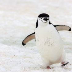 Happy chinstrap Penguin