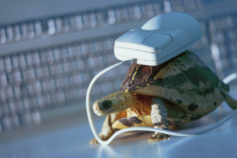 Computer mouse on top of tortoise