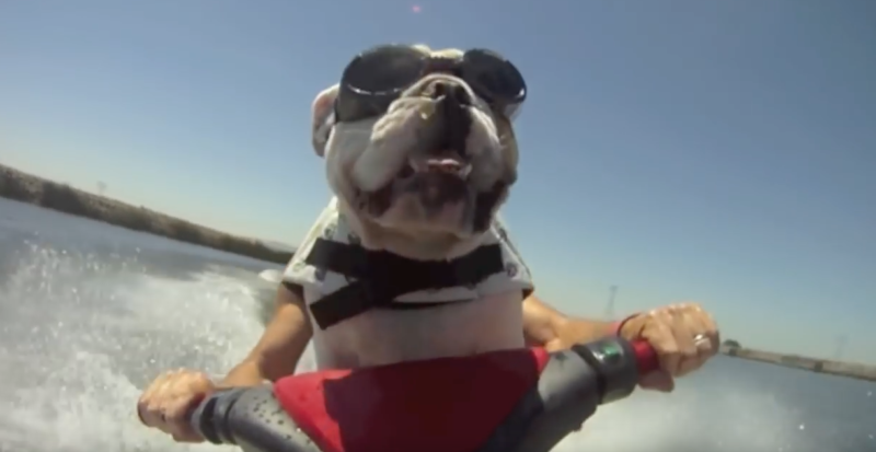 Toyota - Bulldog on a jetski