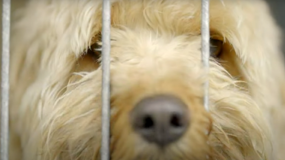 Ruff competition for The Dog House launch as MAFS wins Wednesday programming
