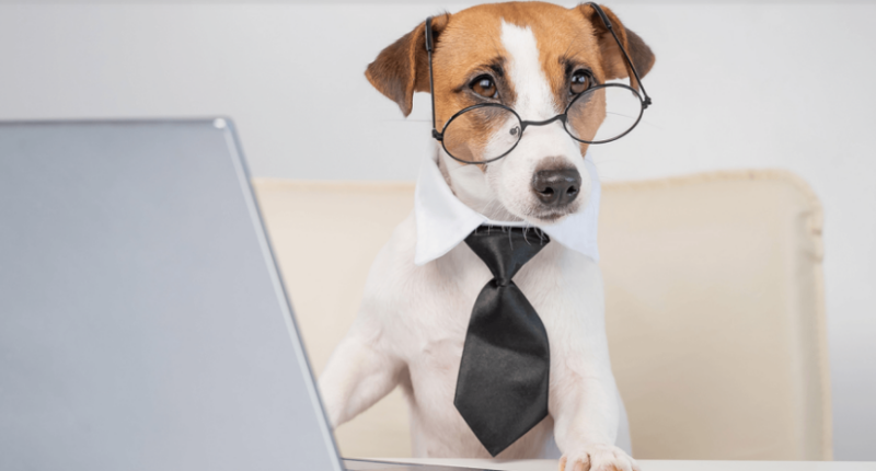 Dogs in the workplace