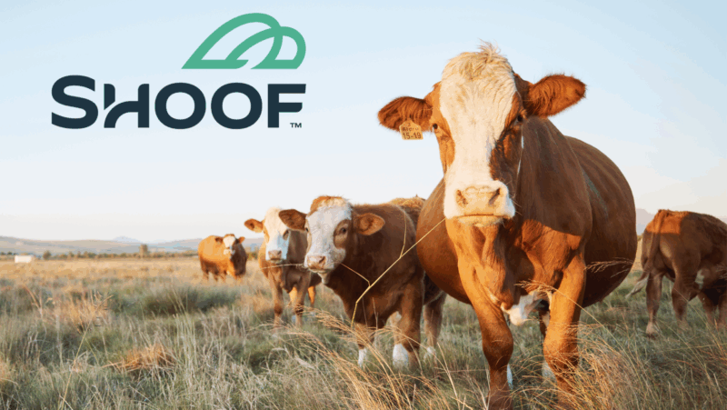 Shoof International appoints Tonic Communications for ANZ brand strategy